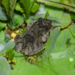 Scinax acuminatus