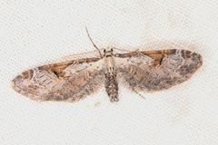 Eupithecia nevadata