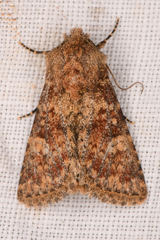 Pseudobryomima fallax