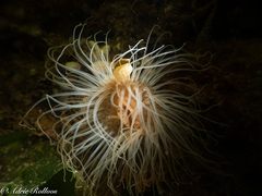 Sagartiogeton undatus