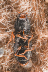 Negastrius