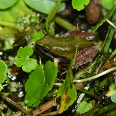 Physalaemus albonotatus