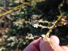 Polygonum equisetiforme