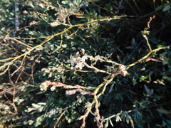 Polygonum equisetiforme