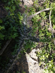 Opuntia aurantiaca