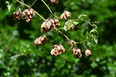 Urvillea ulmacea