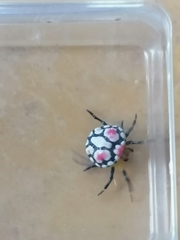 Paraplectana thorntoni