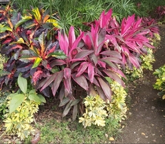 Cordyline fruticosa