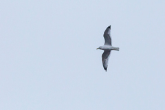Larus cachinnans