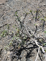Pachypodium succulentum