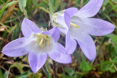 Campanula ciliata