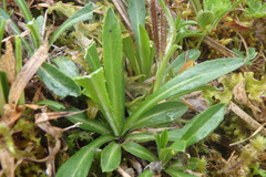 Campanula ciliata