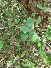 Daphnopsis racemosa