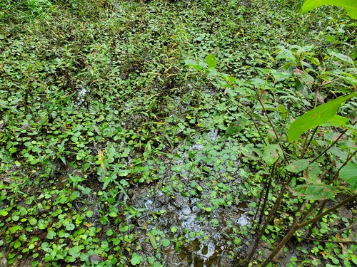 Hydrocharis spongia, photograph 1