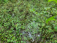 Katie Kucera, CC BY, iNaturalist via GBIF Hydrocharis spongia, photograph Katie Kucera, CC BY, iNaturalist via GBIF