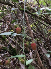 Rubus glaucus
