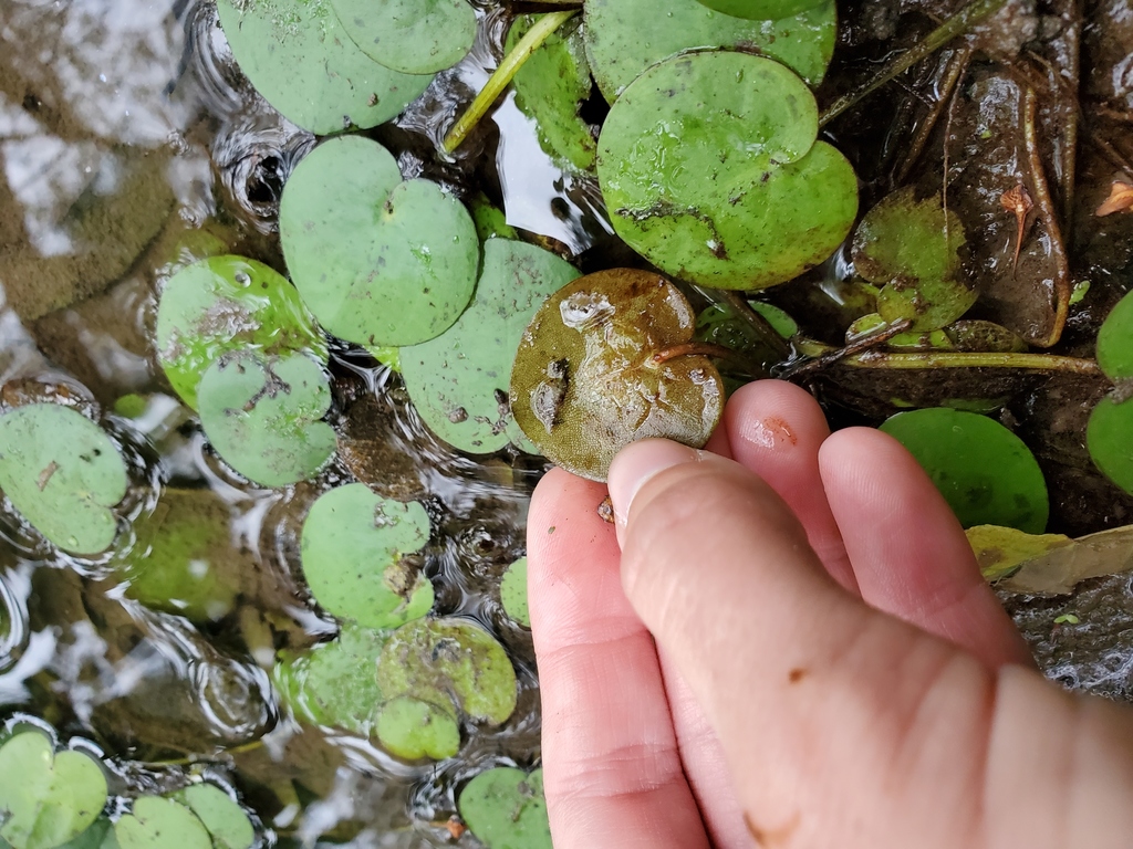 Hydrocharis spongia; photograph Katie Kucera, CC BY, iNaturalist via GBIF