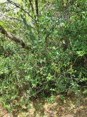 Daphnopsis racemosa