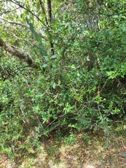 Daphnopsis racemosa