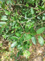 Daphnopsis racemosa