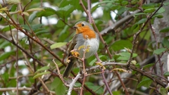 Erithacus rubecula superbus