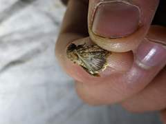 Pseudobryomima fallax