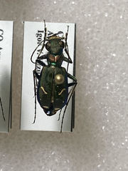 Cicindela purpurea audubonii