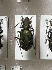 Cicindela purpurea audubonii