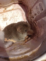 Notiosorex crawfordi