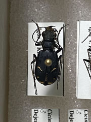 Cicindela purpurea audubonii