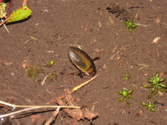 Dytiscus semisulcatus
