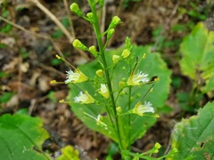 Richweed (Collinsonia canadensis)