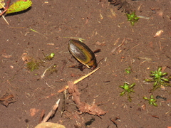 Dytiscus semisulcatus