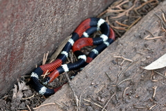 Micrurus pyrrhocryptus