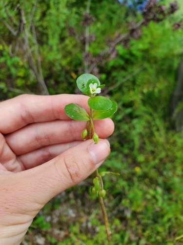 Disk waterhyssop (Bacopa rotundifolia)