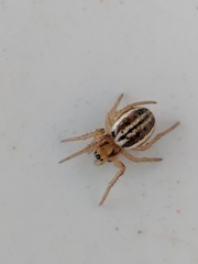 Araneus pratensis