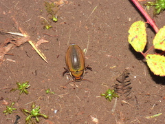 Dytiscus semisulcatus