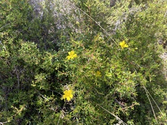 Hibbertia hypericoides hypericoides