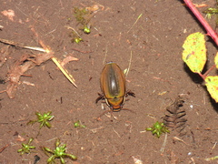Dytiscus semisulcatus