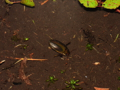 Dytiscus semisulcatus
