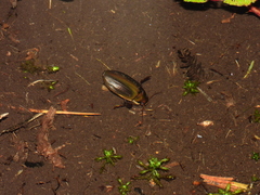 Dytiscus semisulcatus