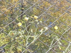 Andryala integrifolia