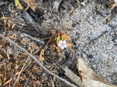 Drosera nitidula