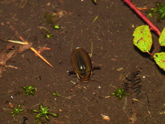 Dytiscus semisulcatus