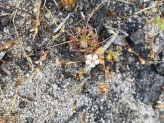 Drosera nitidula