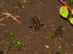 Dytiscus semisulcatus