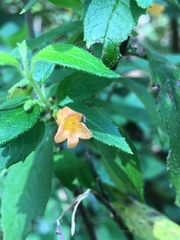 Clinopodium macrostemum