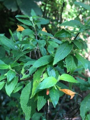 Clinopodium macrostemum