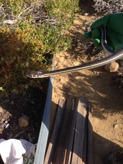 Masticophis lateralis lateralis