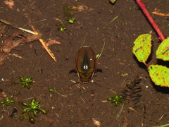 Dytiscus semisulcatus